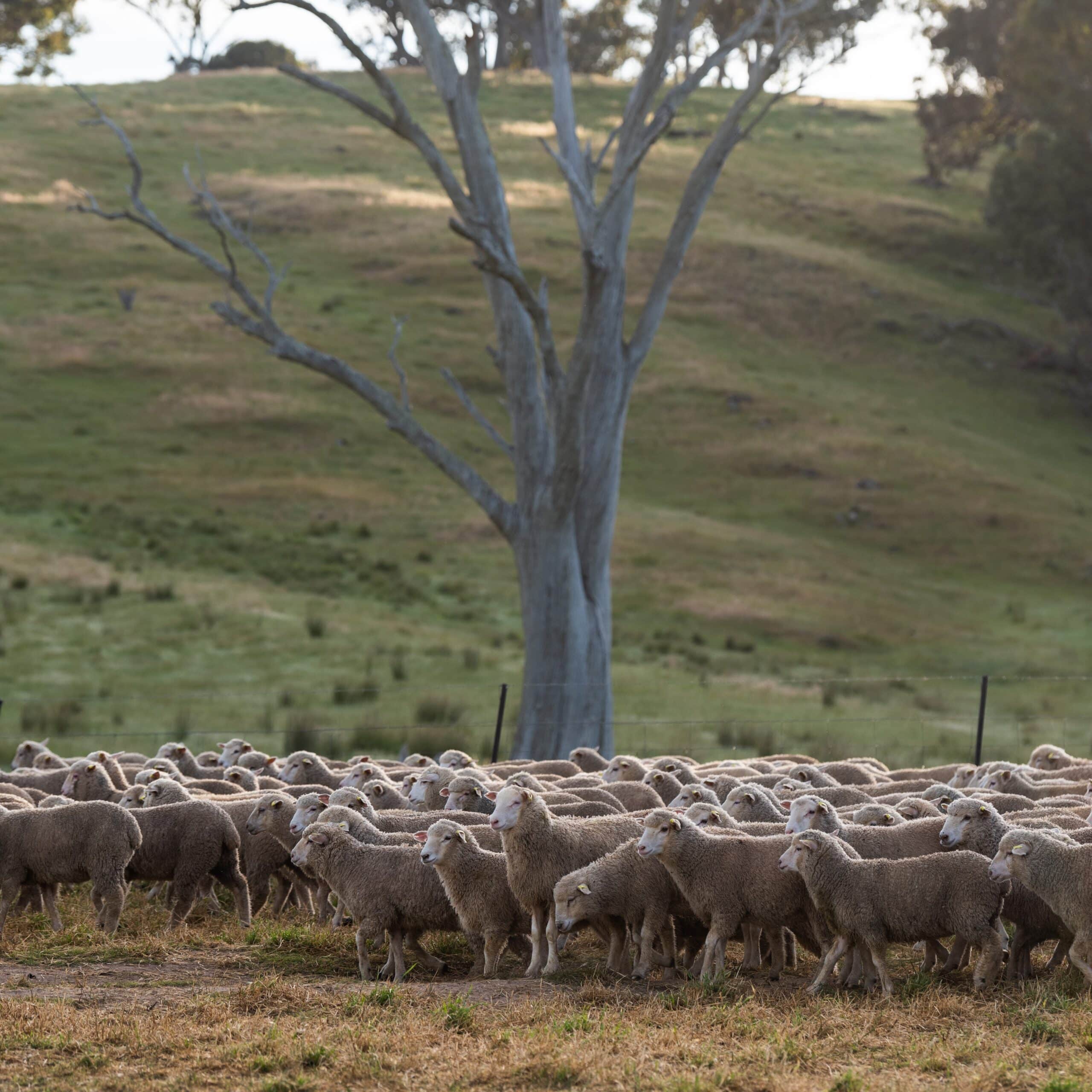 Gundagai launches new lamb grid for IMF, Yield & Animal Health