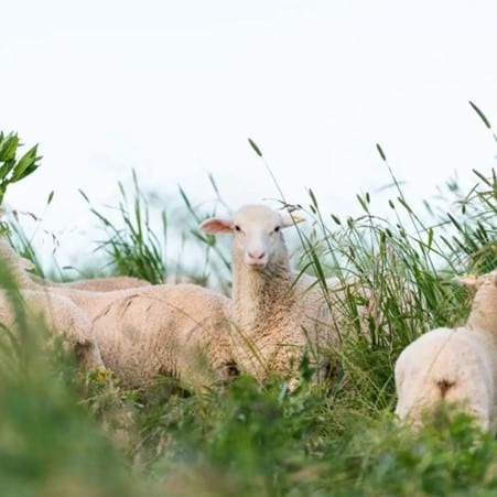 Gundagai Lamb: meet the tech taking lamb to the next level