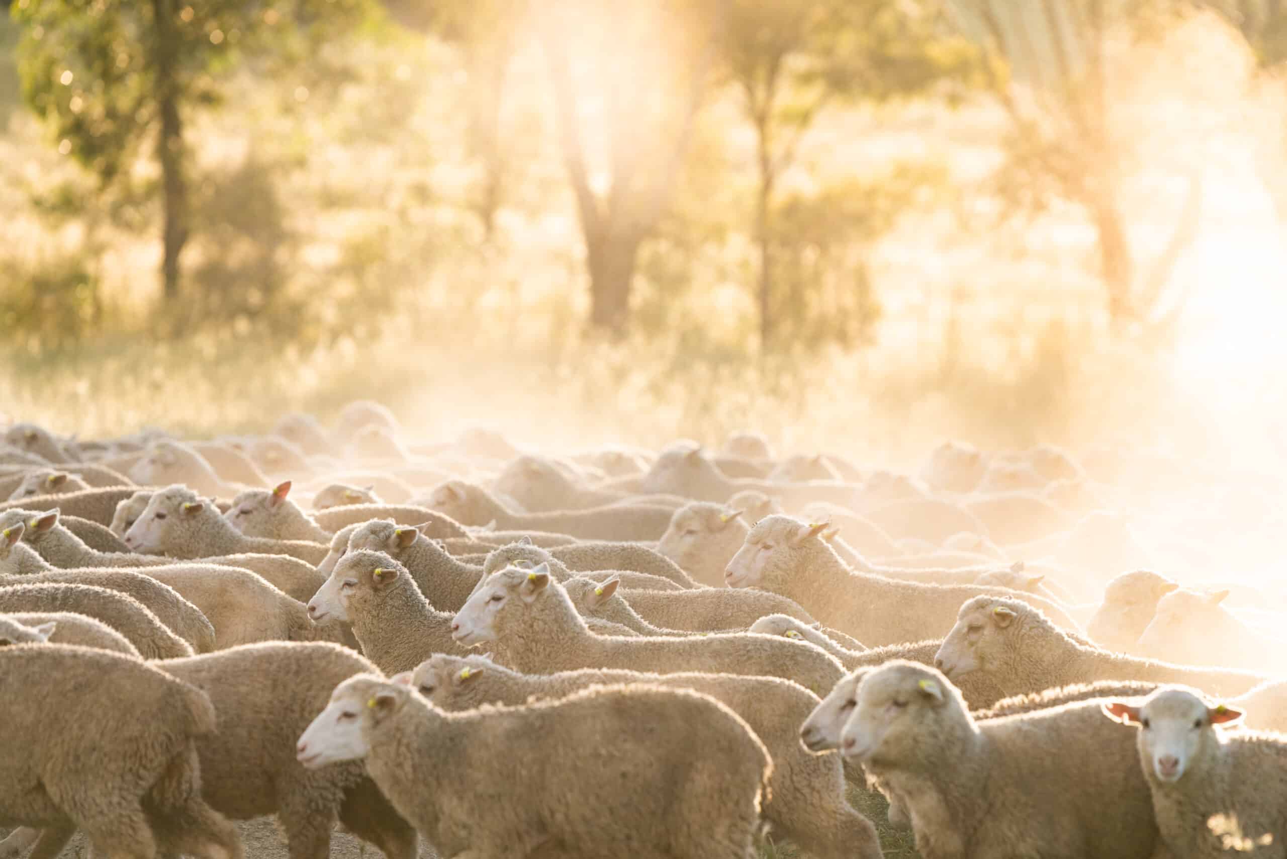 Herd & Grace Announces the Launch of Gundagai Lamb as Part of Curated Cuts Collection